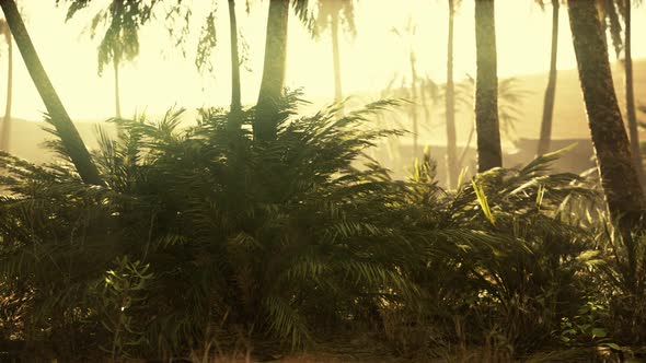 Savannah Valley and Sand Desert After Colorful Sunset alt