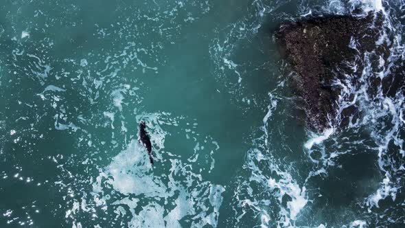 Injured baby seal floating in the ocean water as waves crash along the rocky shoreline. Drone view l