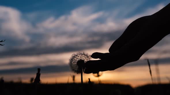 Closeup Female Hand Touches Dandelion Seeds in the Setting Sun