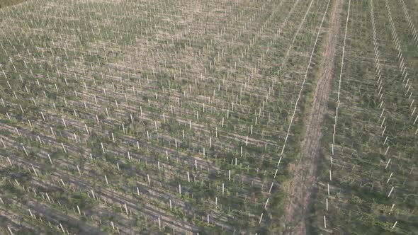 Aerial flight over beautiful vineyard landscape in Kakheti, Georgia