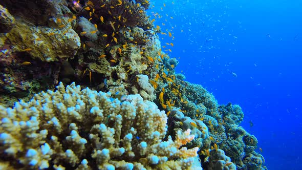 Tropical Underwater Reef Sea Lionfish