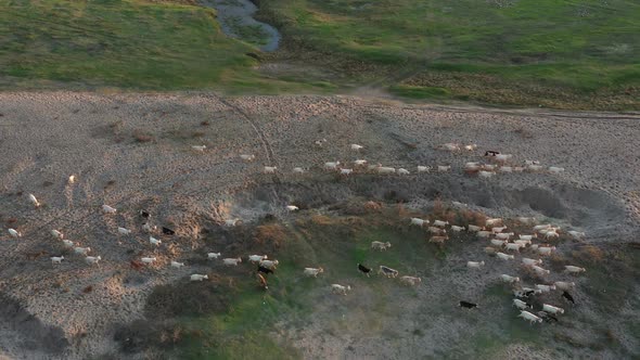 Herd Of Goats Around Maritsa River In Bulgaria 