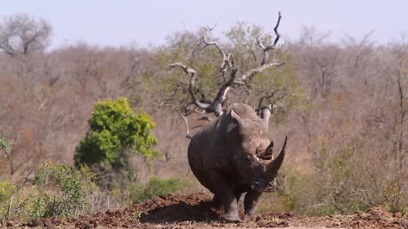 Southern white rhinoceros in Kruger National park, South Africa