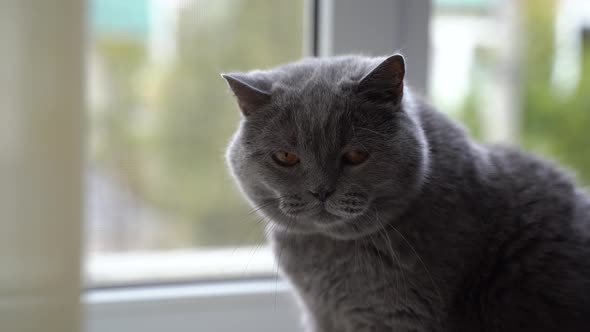 Beautiful Cute Cat Licking His Paw