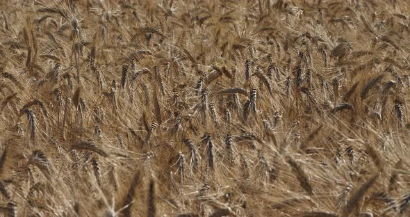 Wheat field in Occitanie, France