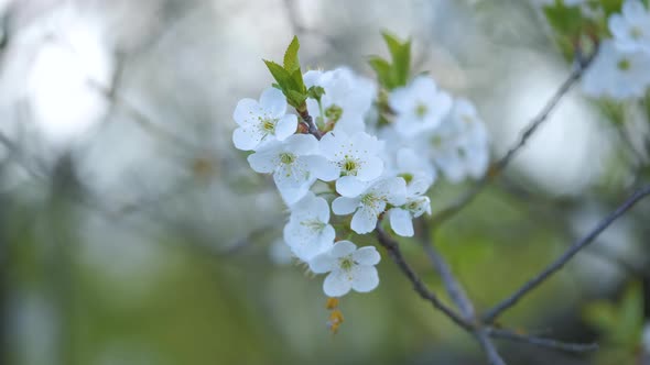 Twigs of Cherry Tree with White Blossoming Flowers in Early Spring