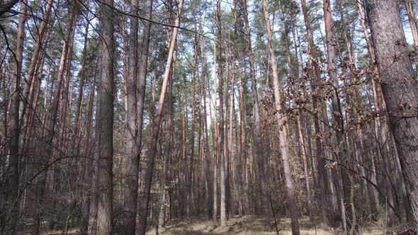 Trees in a Pine Forest During the Day Aerial View