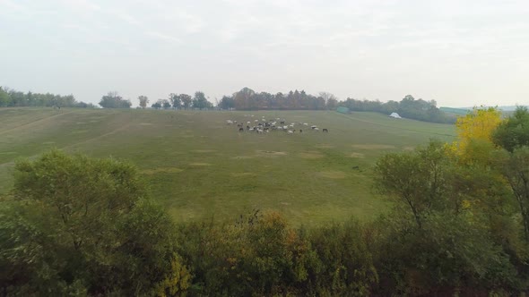 Aerial view of Lipizzaner horse herd on the open field in the morning