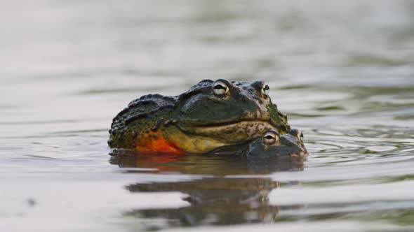 Aggressive Male African Bullfrog Climbs On Top Of A Female Bullfrog In A Pond During Mating Season.