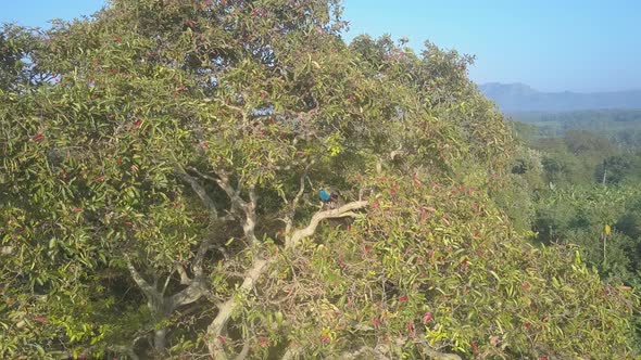 Peacock Calls Female By Singing in Udawalawe National Park