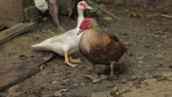 Domestic Duck and Rooster Walk on the Ground. Background of Old Farm. Search of Food