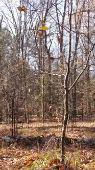 Vertical Video of Trees in the Forest Slow Motion