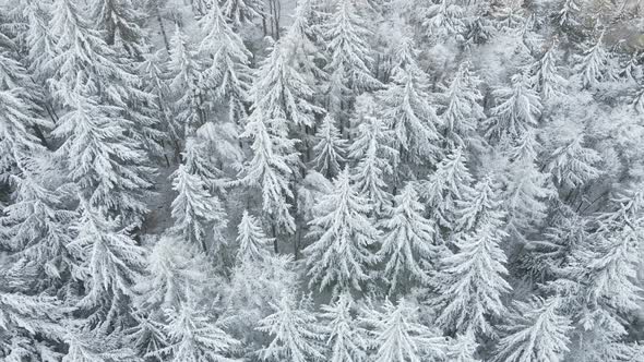 Beautiful Winter Forest with Snowy Trees Aerial View