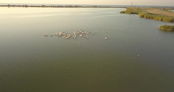 Breeding Grounds of Pelicans in Tuzly Estuary National Nature Park Near By Black Sea Coast, Ukraine