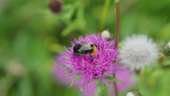 Bee flying away after crawling on purple thistle collecting pollen - slow motion