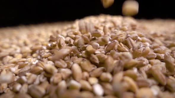 Pile of Wholegrain of Pearl Barley or Wheat That Falls From Above