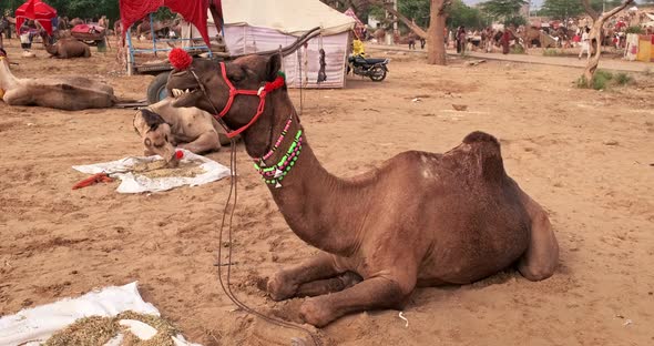 Camels at Pushkar Mela Camel Fair in Field