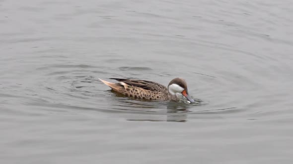 White-Cheeked Pintail Feeding and Duck Diving in a Pond