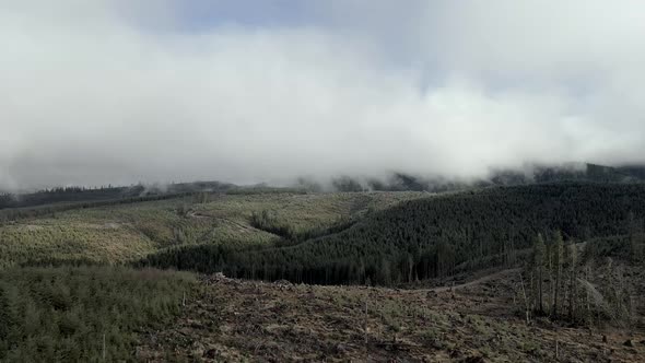 A recently clear cut stand of trees nestled in heavily managed evergreen forest, aerial