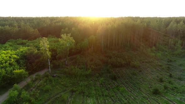 Top View of the Forest