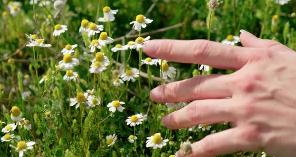 Close up woman hand touching chamomile flowers and green grass.