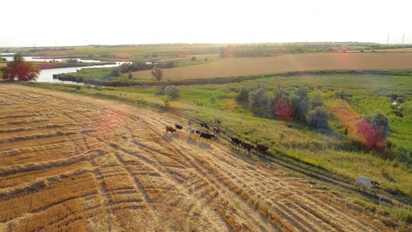 Cows are walking in an agricultural field. Aerial view.