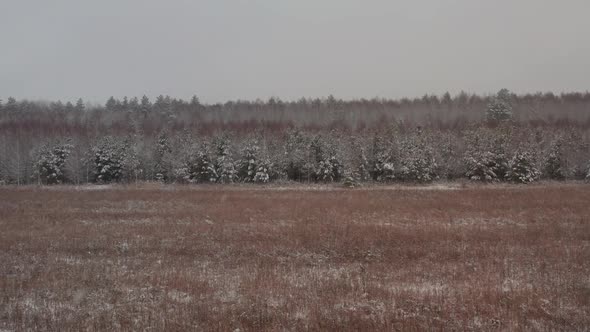 Mixed Winter Forest