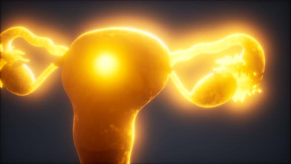 Female Reproductive System Anatomy alt