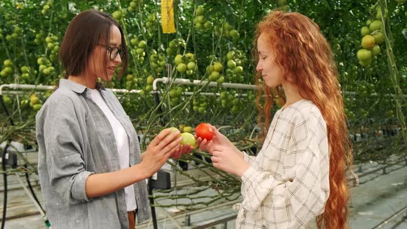 Coworkers Carrying Tomatoes in Crate While Walking at Greenhouse