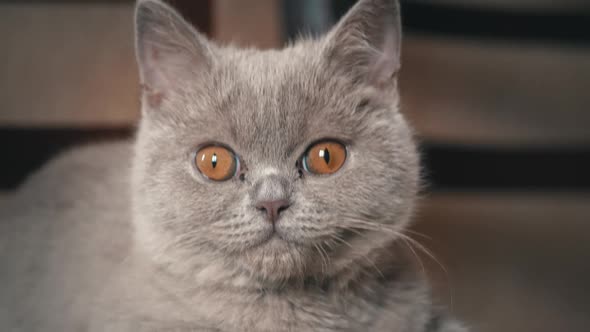 Pedigree Gray Domestic Cat Sleeps on a High Chair in the Apartment