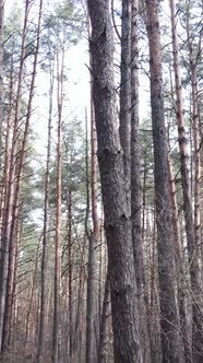 Vertical Video of the Pine Forest in the Afternoon