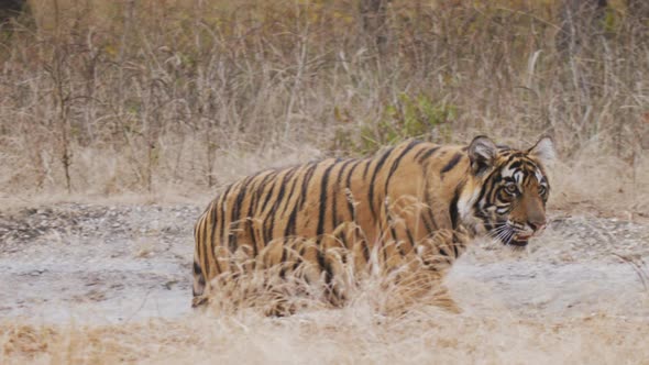 Royal Bengal Tiger roaming in the forest of India