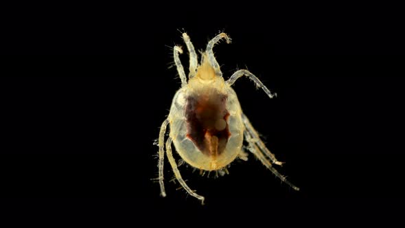 Acari(mite) Living in Water Under a Microscope, the Superfamily Halacaroidea, the Order