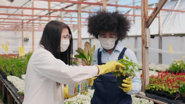 Asian Female Biologist with Gardener in Greenhouse