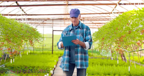 Confident Male Gardener Examining Potted Flower Plant