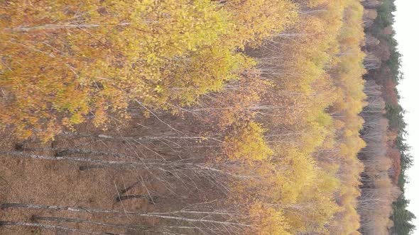 Vertical Video Autumn Forest with Trees in Ukraine Slow Motion