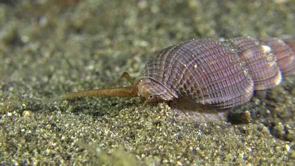 sea snail crawling over sandy bottom in the Philippines.