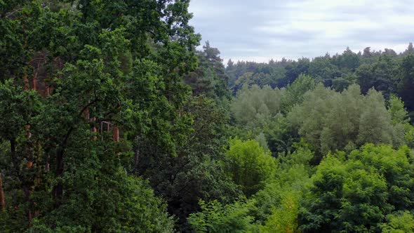 Beautiful forest in summer. Green landscape at day time. Amazing scenery of a woodland.