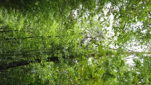 Vertical Video of a Forest with Trees