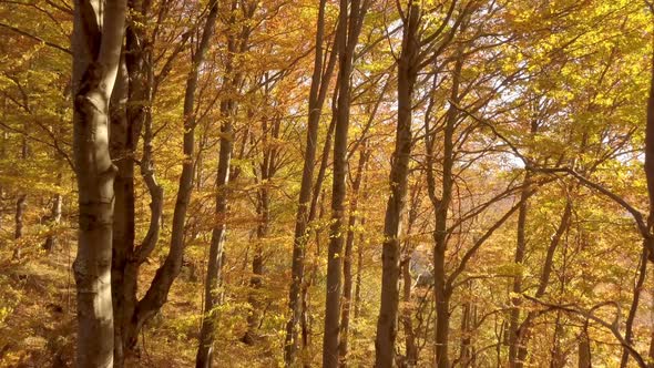 Autumn Forest