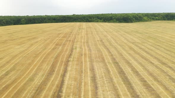 Flight Over a Striped Wheat Field After Harvest Towards Green Forest in Late Summer.