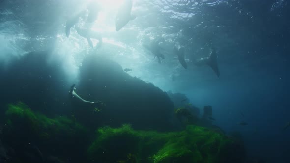 Beautifull footage Sea lions