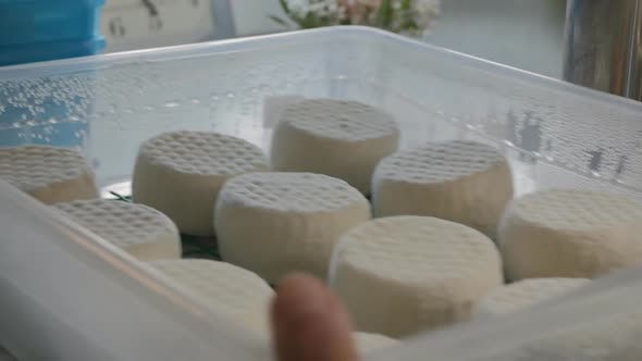 Many Cheese Wheels in a Plastic Container Are Ripened
