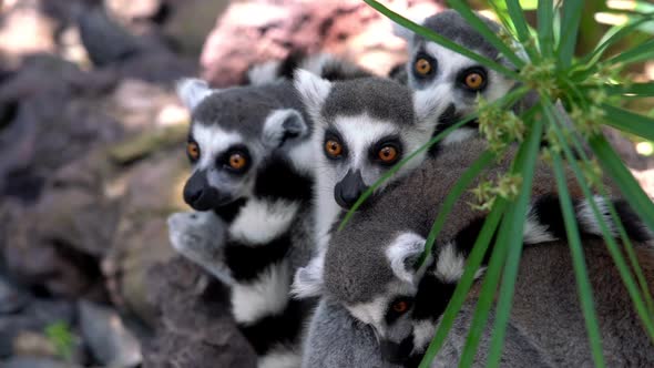 Ring-Tailed Lemurs Huddled Together