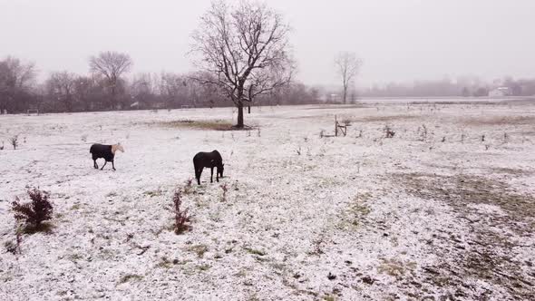 Aerial view of the horses grazing in snow, Southeast Michigan, Flat Rock in the natural background i