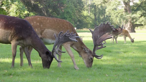 A Herd of Fallow Deer Grazes in a Meadow By a Forest on a Sunny Day