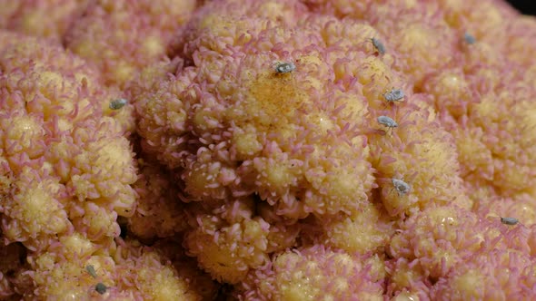 Aphids on Cauliflower Close Up