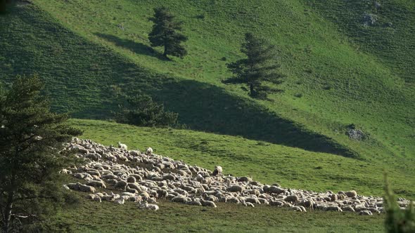 Flock of Sheep Grazing in Mountains