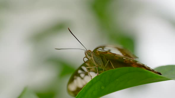 4K macro shot of wild butterfly sitting on green leaf of tree in wildlife,slowmo - Moving mouth and