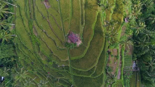 Aerial view of green Rice Terraces in Bali, Indonesia